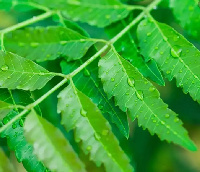 Neem is known for curing fever the traditional way