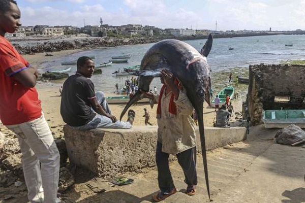 The waters off Somalia are rich in fish