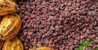 Ghana is the world's second-largets cocoa grower