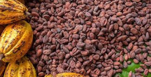 Ghana is the world's second-largets cocoa grower