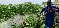 Water hyacinths take over lake