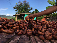 Cocoa production in  Africa