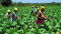 A group of women on the farm