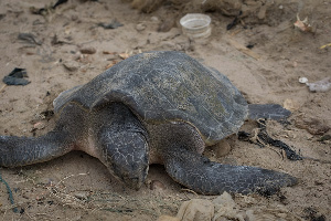 Green Turtle