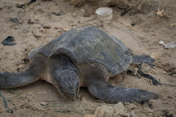 Green turtle