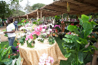 File Photo: Flowers on display