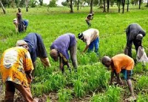 Farmers working on their farm