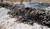 A display of the burnt tubers of yam