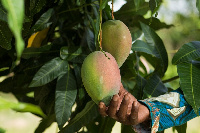 The FDA has issued a warning about the use of chemicals to hasten the ripening of mangoes