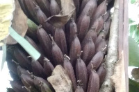 One of the affected banana fruit in Ntugamo District