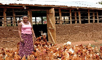 The newcastle disease claims 90 per cent of chicken annually