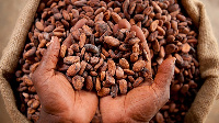 File Photo: Farmers bagging sacks of cocoa