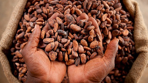 Ivory Coast and Ghana account for almost 60% of world supplies for cocoa beans