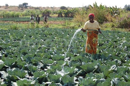 The contract is for the rehabilitation and completion of Kpong Left Bank Irrigation Project