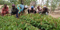 Farmers, specifically smallholder tree-crop farmers, are a diverse group