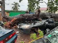 A car was damaged by a felling tree