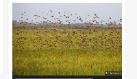 The birds invaded rice farms in neighbouring Kenya early this year