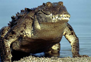 American Crocodile