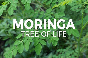 Moringa Tree Of  Life