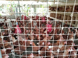 Poultry farmers demand compensation for bird flu losses