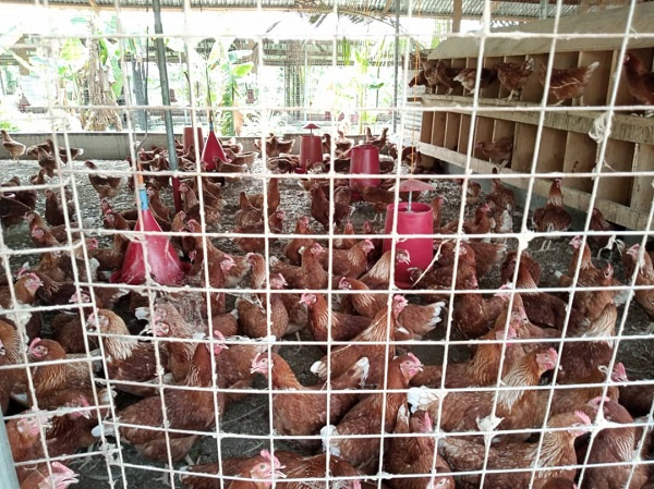 Poultry farmers demand compensation for bird flu losses