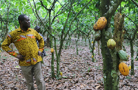 CEO of COCOBOD, Joseph Boahen Aidoo inspecting a cocoa farm