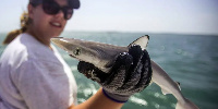 The Brazilian sharpnose shark is related to the Atlantic sharpnose (file photo from 2015)