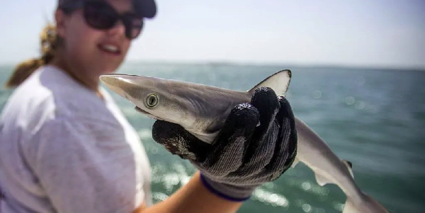 The Brazilian sharpnose shark is related to the Atlantic sharpnose (file photo from 2015)