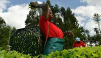 Tea farmer in Kenya