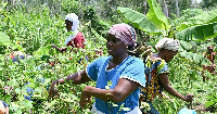 File photo of women in a farm