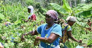 Ivorian Women Farmers