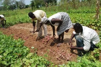 Agric research and participation is seen as critical to food security needs of Ghana