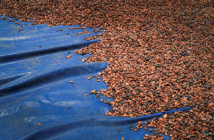 Ghana’s cocoa output has dropped significantly