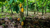 Cocoa farmers are selling their farms to illegal miners