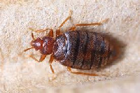 File photo of a bed bug