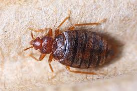 File photo of a bed bug