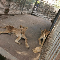 The lions are held in cages at Khartoum