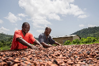 Cocoa farmers working