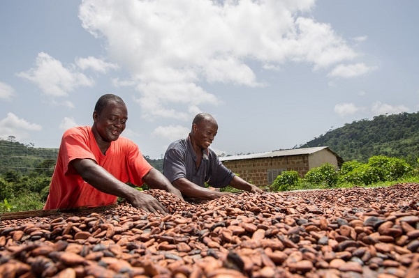 File Photo [A cocoa farmers]