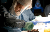 A scientist checks for Marburg virus antibodies in a bat near a lead and gold mine in Kitaka inside