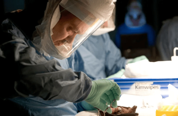 A scientist checks for Marburg virus antibodies in a bat near a lead and gold mine in Kitaka inside