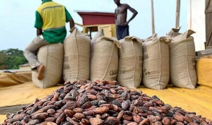 Cocoa farmers