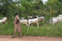 Fulani herdsman