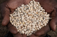 Cowpea seeds