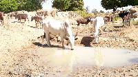 Cattle in the area competed with the farmers for the little water