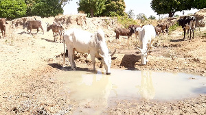 Cattle in the area competed with the farmers for the little water