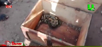 The chop box containing the reptile