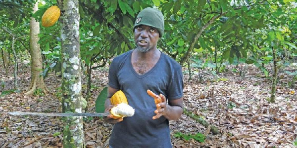 Opanyin Mensah is a 42-year-old farmer based in Adansi Akrofuom in the Ashanti Region