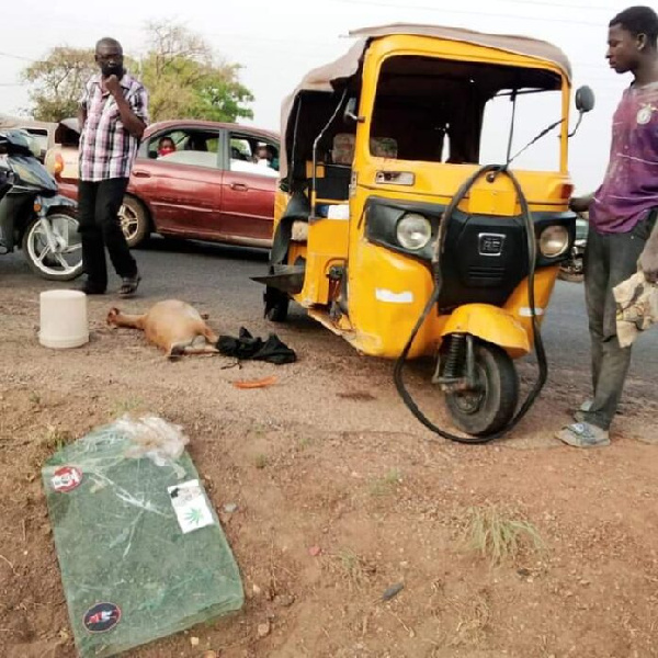 The pregnant goat on the floor while onlookers observe the accident scene