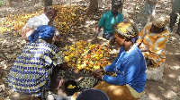 Women at work on a cashew farm